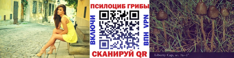 кракен зеркало  купить  цена  Ардатов  Галлюциногенные грибы MAGIC MUSHROOMS 